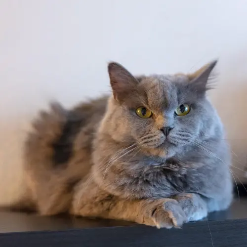 rainbow-lada-cats_2-500×500