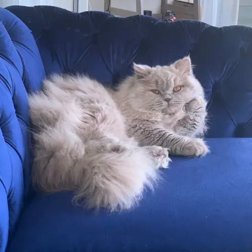 rainbow-lada-cats_3-500×500