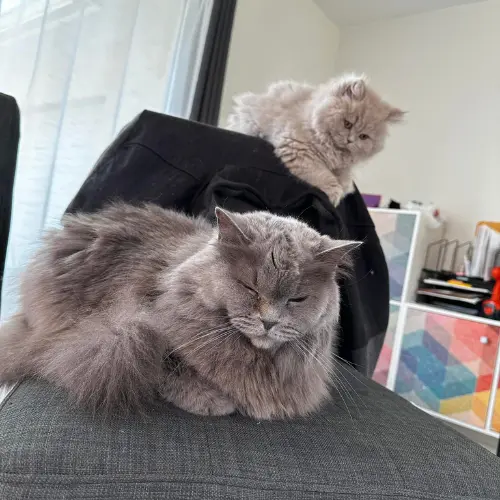 rainbow-lada-cats_5-500×500