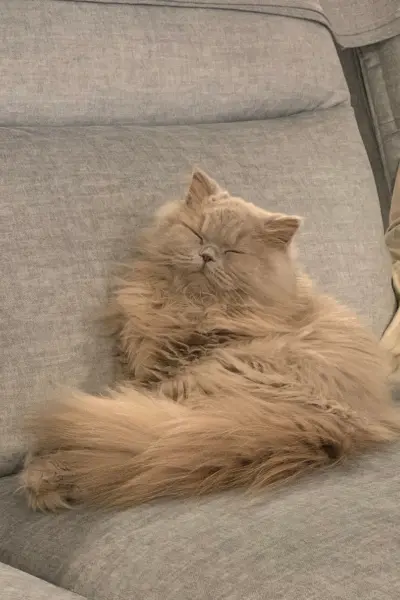 rainbow-lada-cats_6-400×600