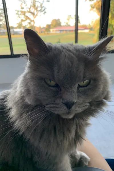 rainbow-lada-cats_9-400×600